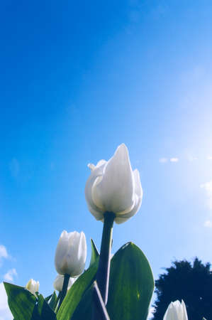 Beautiful tulips shot from low angle