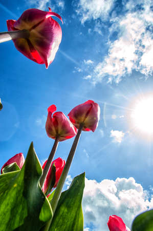 Beautiful tulips shot from low angleの写真素材