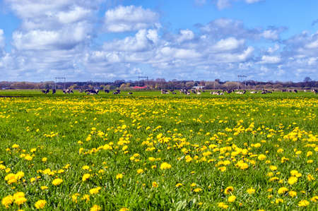 Dutch landscape with yellow flowers and cows under cloudy sky in spring.の写真素材