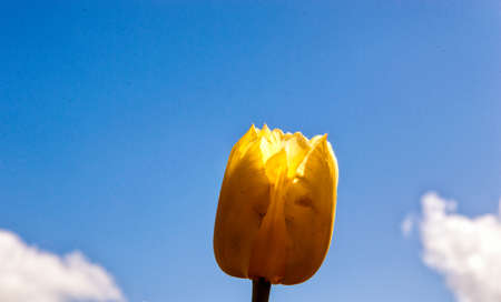 Single white tulip against strong sun shineの写真素材