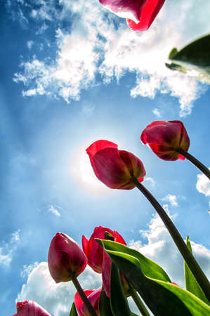 Beautiful tulips shot from low angleの写真素材