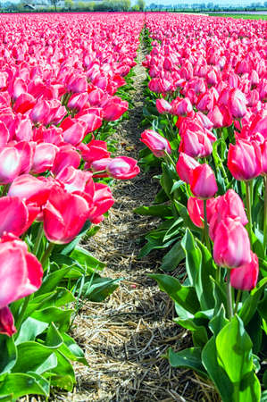 Tulip field in North Holland during springの写真素材