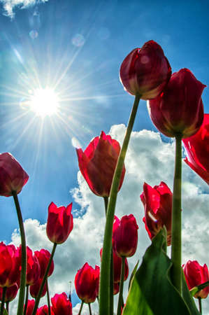 Beautiful tulips shot from low angleの写真素材