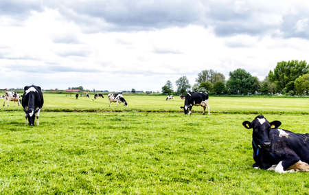 Cows in a fresh grassy fieldの写真素材