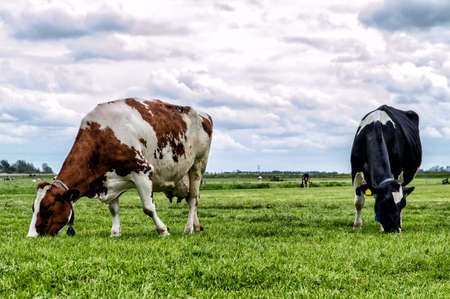 Cows in a fresh grassy fieldの写真素材