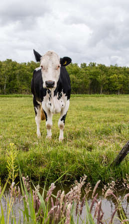 Cow in a fresh grassy fieldの写真素材
