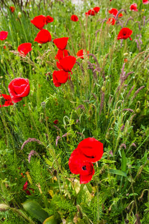 Beautiful red Poppy flowers in springの写真素材