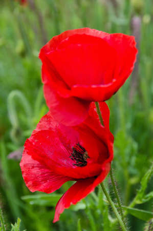 Beautiful red Poppy flowers in springの写真素材