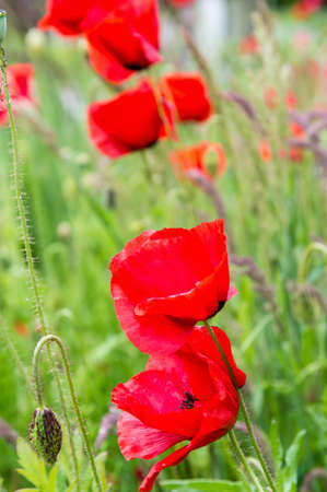 Beautiful red Poppy flowers in springの写真素材
