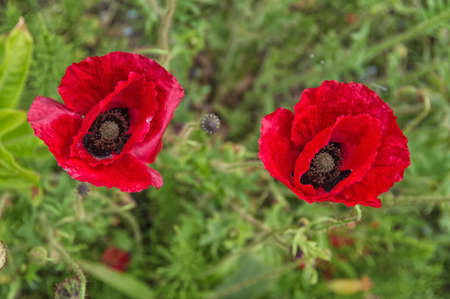 Beautiful red Poppy flowers in springの写真素材
