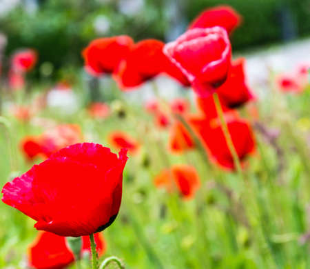 Beautiful red Poppy flowers in springの写真素材