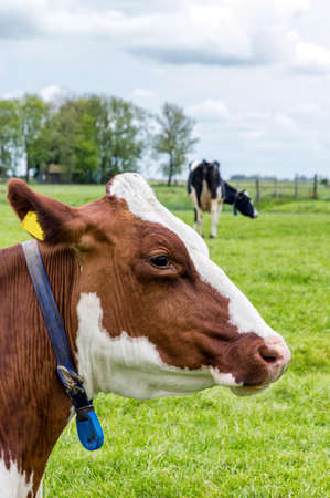 Side view of a cows head, outside in grazing landの写真素材