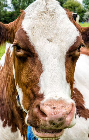 Side view of a cows head, outside in grazing landの写真素材