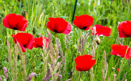 Beautiful red Poppy flowers in springの写真素材