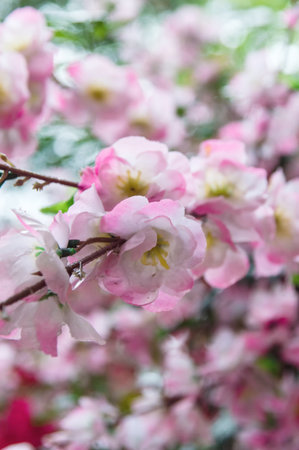 Pink Cherry Blossoms in Springtimeのeditorial素材