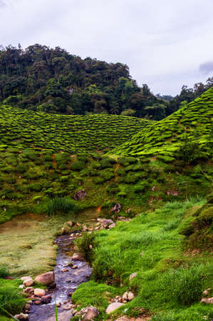 Tea plantation in Cameron highlands, Malaysiaの写真素材