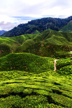 Tea plantation in Cameron highlands, Malaysiaの写真素材