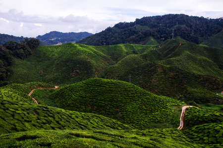 Tea plantation in Cameron highlands, Malaysiaの写真素材
