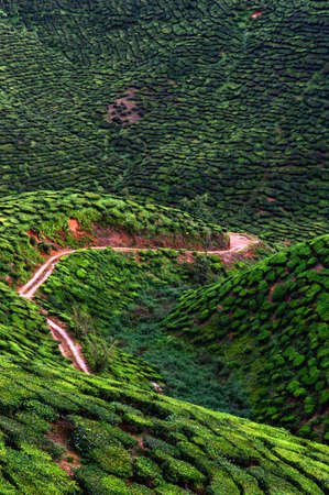 Tea plantation in Cameron highlands, Malaysiaの写真素材