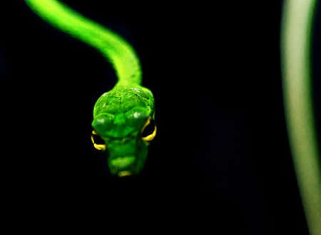 Oriental whipsnake Isolated on black backgroundの写真素材