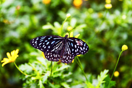Close up Blue Tiger butterfly or Tirumala hamata seeking nectarの写真素材