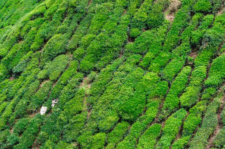 Working on the tea plantation in the Cameron Highlands, Malaysiaの写真素材
