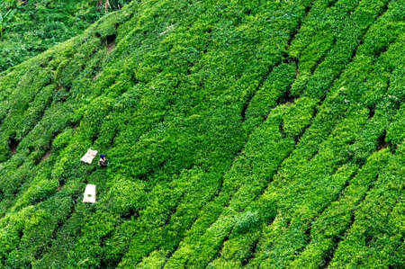 Working on the tea plantation in the Cameron Highlands, Malaysiaの写真素材