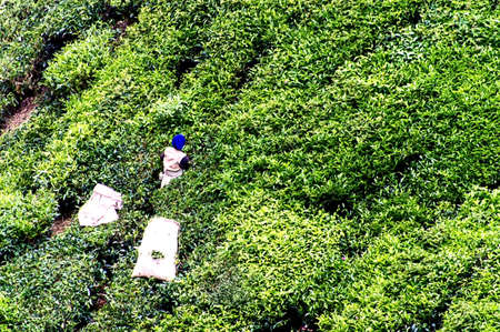 Working on the tea plantation in the Cameron Highlands, Malaysiaの写真素材