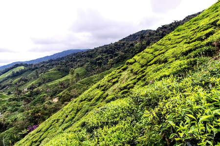 Tea plantation in Cameron highlands, Malaysiaの写真素材