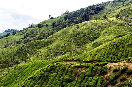 Working on the tea plantation in the Cameron Highlands, Malaysiaの写真素材