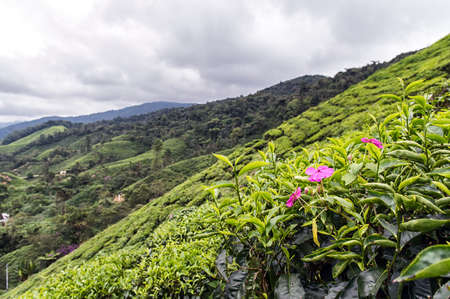Tea plantation in Cameron highlands, Malaysiaの写真素材
