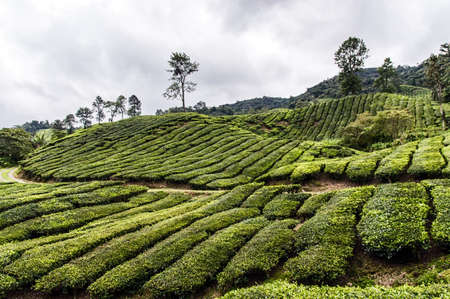 Tea plantation in Cameron highlands, Malaysiaの写真素材