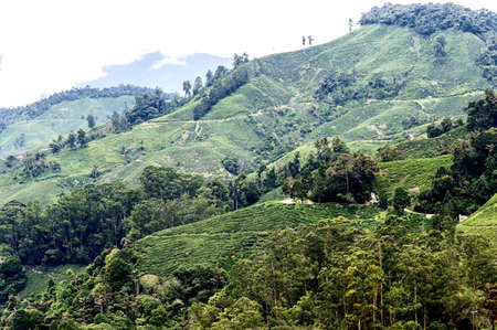 Tea plantation in Cameron highlands, Malaysiaの写真素材
