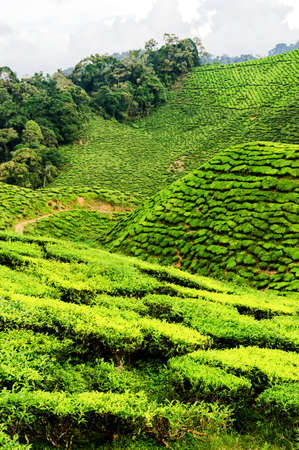 Tea plantation in Cameron highlands, Malaysiaの写真素材