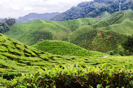 Tea plantation in Cameron highlands, Malaysiaの写真素材
