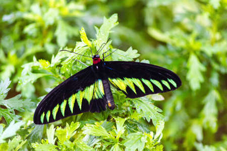 A beautiful butterfly in Malaysia.の写真素材