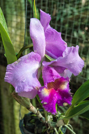 orchid at a flower farmの写真素材