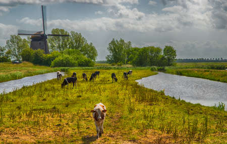 Typical Dutch Landscape with farm animals and windmillの写真素材