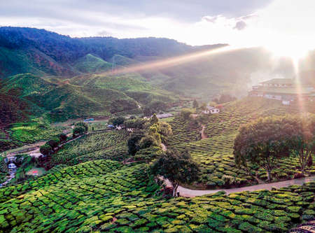 Tea Plantation in the Cameron Highlands Malaysiaの写真素材