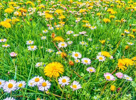 Background Bright Spring Meadow with daisies and dandelionsの写真素材
