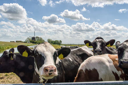 Dutch cow in the meadow with traditional windmill in the backgroundの写真素材