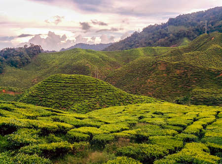 Tea Plantation in the Cameron Highlands Malaysiaの写真素材