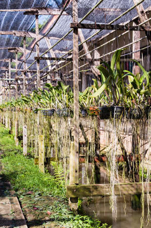 Orchid plantation farm in Thailandの写真素材