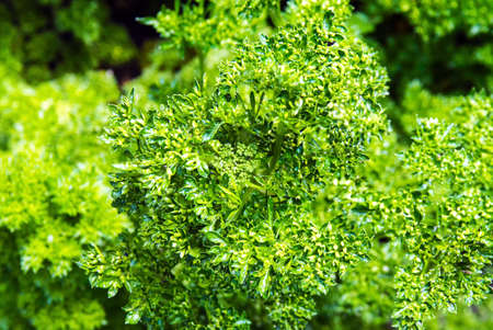 Curly parsley leaves closeup in the gardenの写真素材