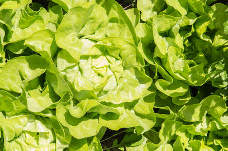Fresh green Lettuce backgroundの写真素材