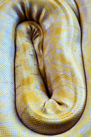 Beautiful Yellow Snake curled up backgroundの写真素材
