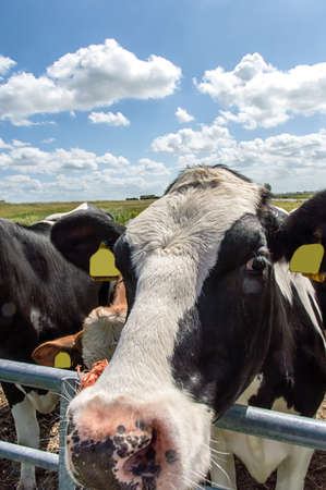 Funny closeup of a nosy cow The Netherlandsの写真素材