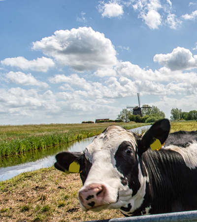 Dutch cow in the meadow with traditional windmill in the backgroundの写真素材