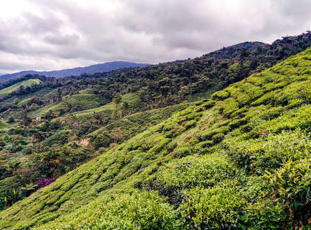 Tea Plantation in the Cameron Highlands Malaysiaの写真素材