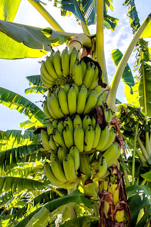 Banana tree with a bunch of bananasの写真素材